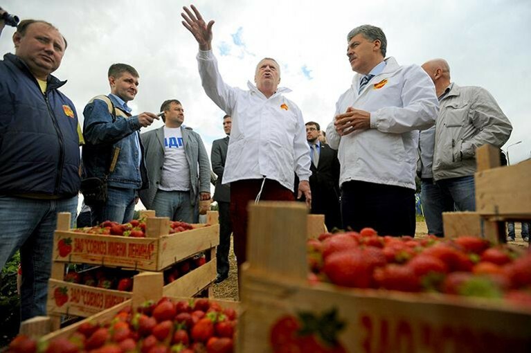 Жириновский навестит Грудинина и соберет клубнику в Совхозе имени Ленина — Daily Storm