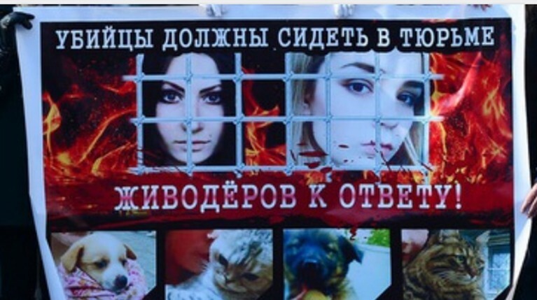 Маньяк рассылает зоозащитникам видео с жестокими убийствами животных — Daily Storm