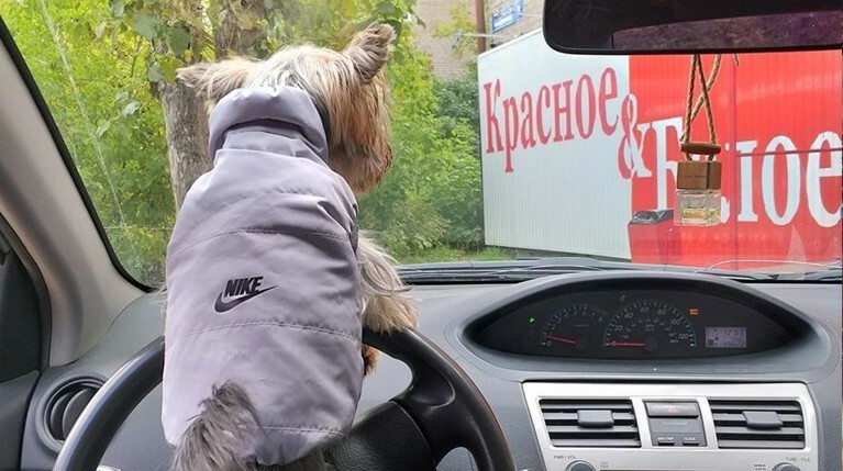 Возможная причина — агрессивная экспансия торговой сети на рынки в другие регионы, включая Москву и юг России