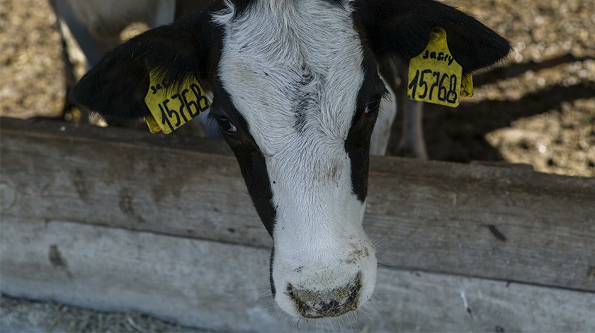 Фото: © GLOBAL LOOK press / Rainer Jensen