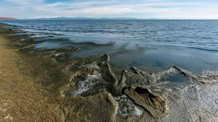 Пять видов водоросли спирогиры размножились в глубочайшем пресном водоеме мира
