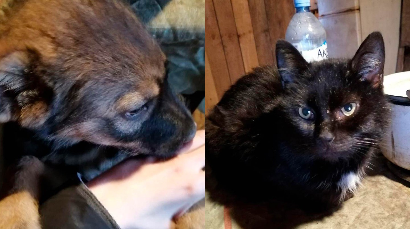 Щенок и кот Уголек