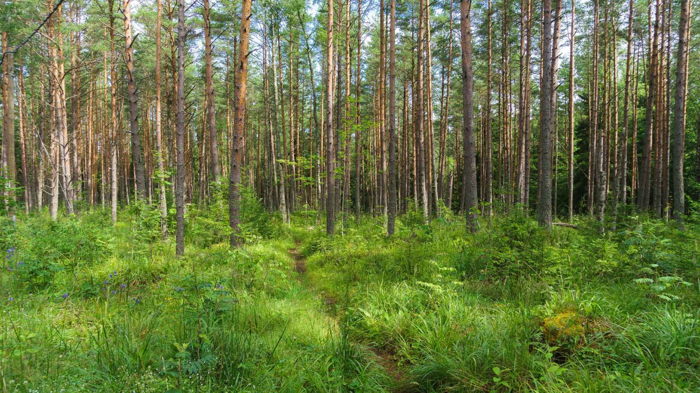 Карелия