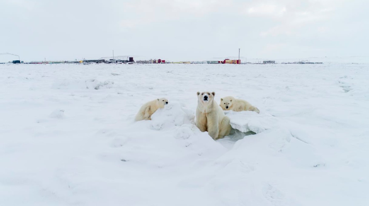 Фото: © WWF / Richard Barret