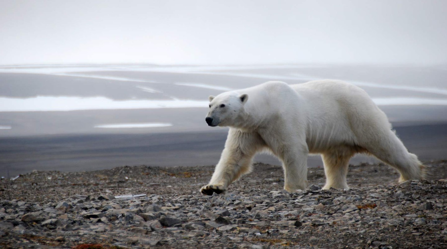 Фото: © WWF / Иван Мизин