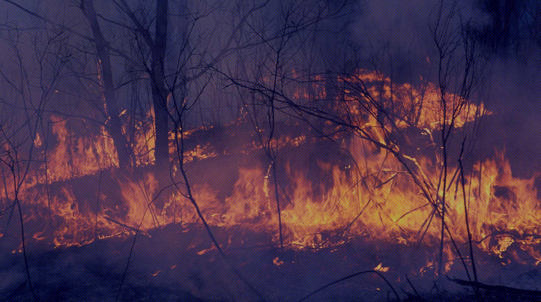 Dailystorm - Страна на пепелище. Сразу несколько регионов России охватили лесные пожары