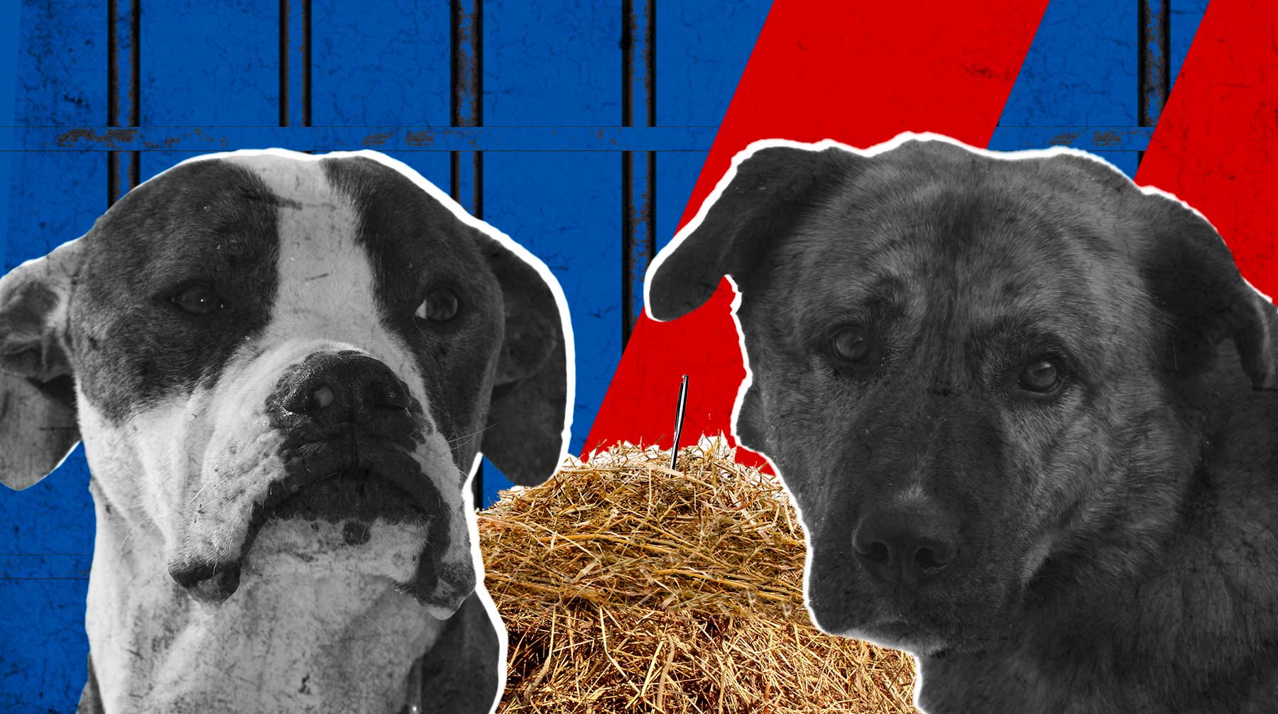 «Собак кормили раз в неделю сеном. Тех, кто выживал, он отбирал для боев»: зоозащитники рассказали о живодере под Рязанью