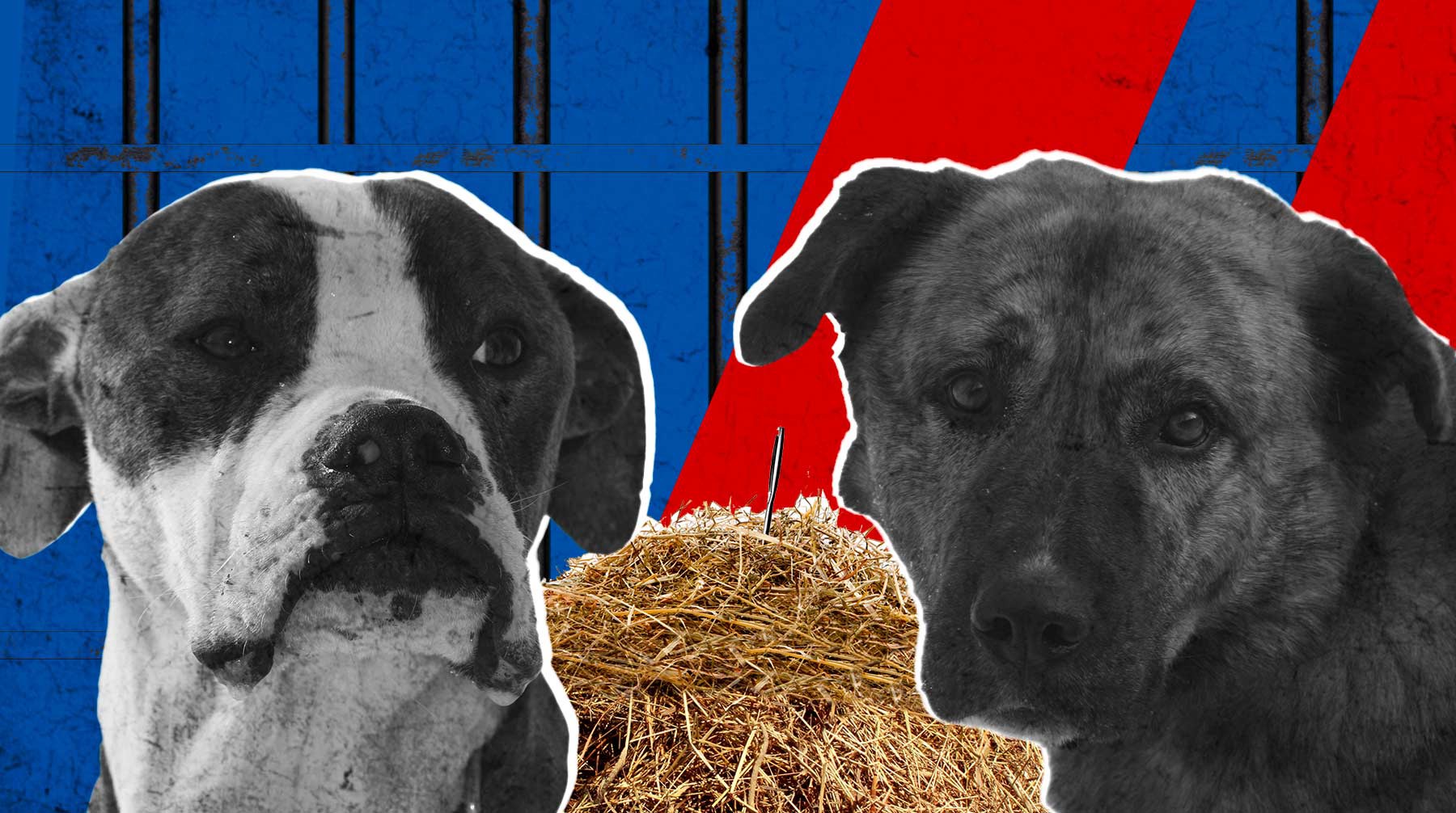 Dailystorm - «Собак кормили раз в неделю сеном. Тех, кто выживал, он отбирал для боев»: зоозащитники рассказали о живодере под Рязанью