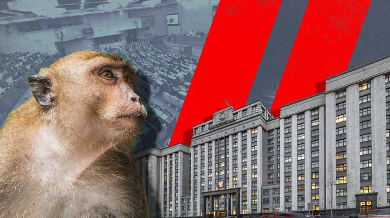 Депутаты Госдумы призвали не спешить с ужесточением законов после нападения обезьяны на малыша в Подмосковье — Daily Storm