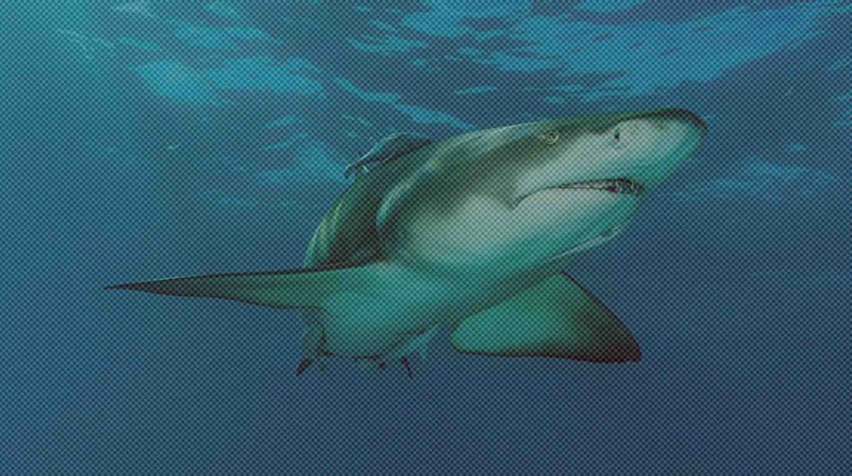 Туроператоры начали проводить дополнительные инструктажи по безопасности после нападения акулы на россиянина в Египте