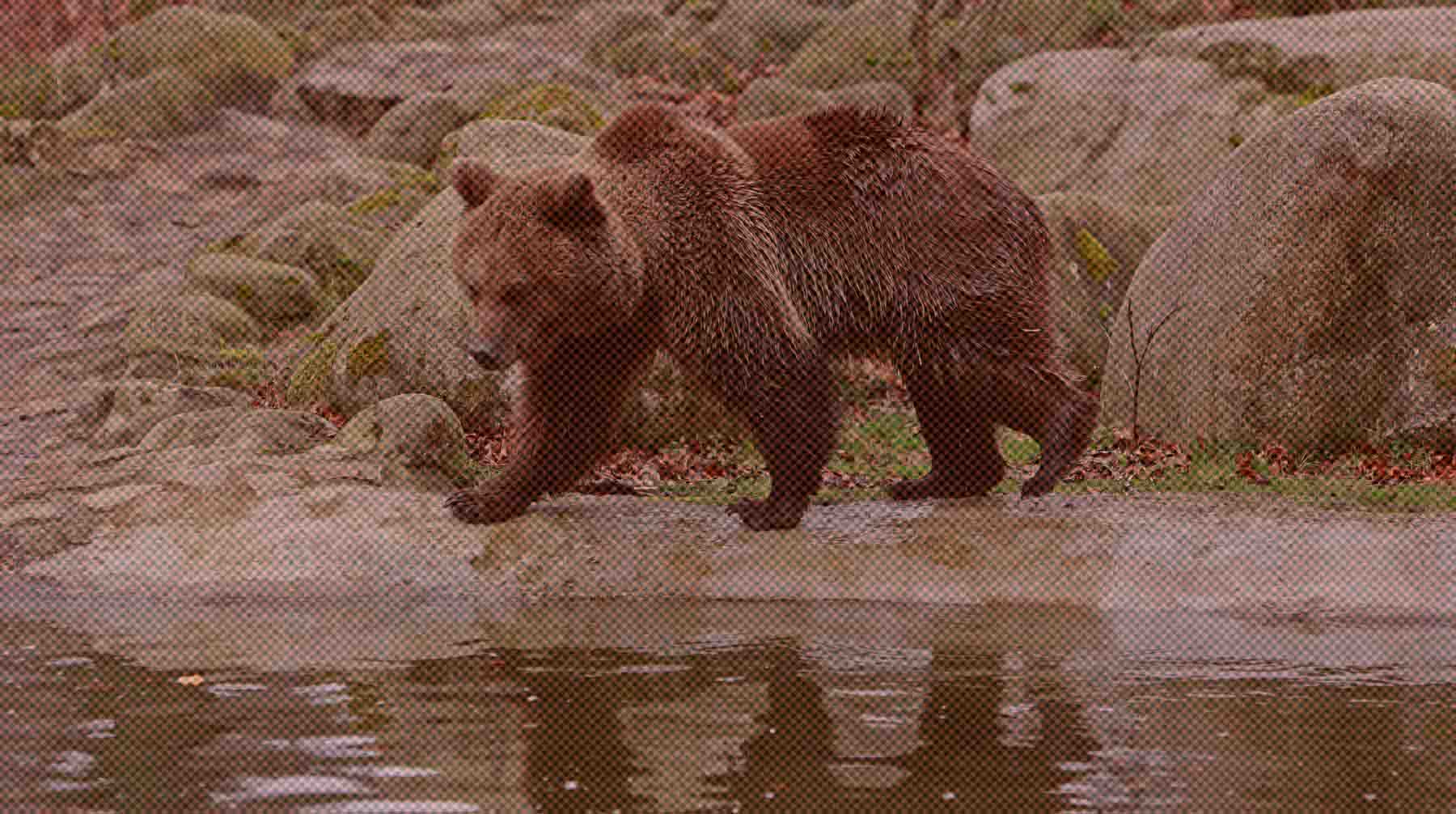 Ранее Генпрокуратура признала деятельность WWF нежелательной в РФ Фото: Global Look Press / Matthias Bein