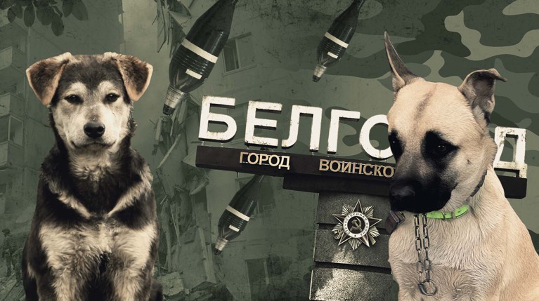 Директор питомника «Лучик надежды» — о поведении питомцев с передовой, обстрелах и главных проблемах приюта Коллаж: Daily Storm