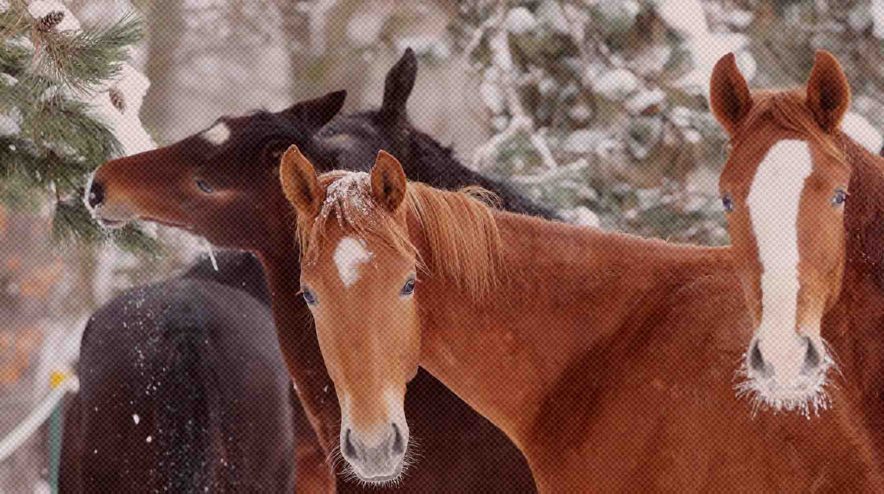 Dailystorm - Лошади чувствуют мины и не боятся взрывов. Духовный наставник воинов Башкирии рассказал о службе животных в зоне СВО
