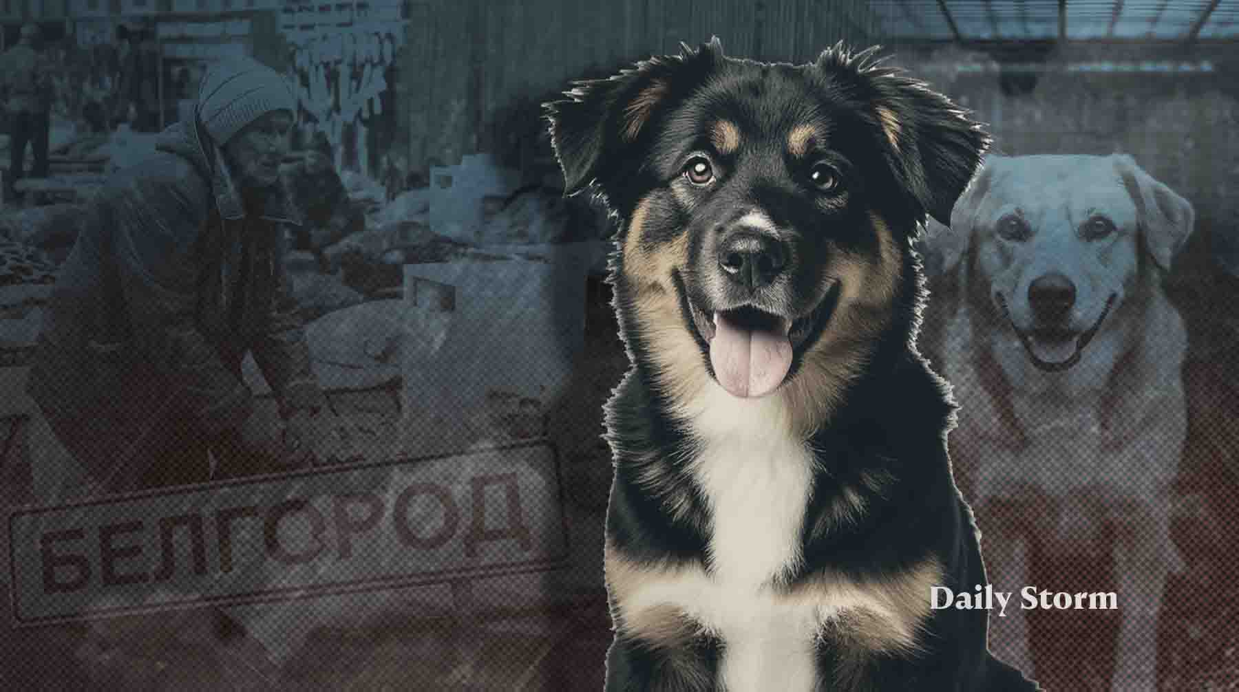 Как животные мечтают о возвращении в семьи — в репортаже Daily Storm Коллаж: Daily Storm