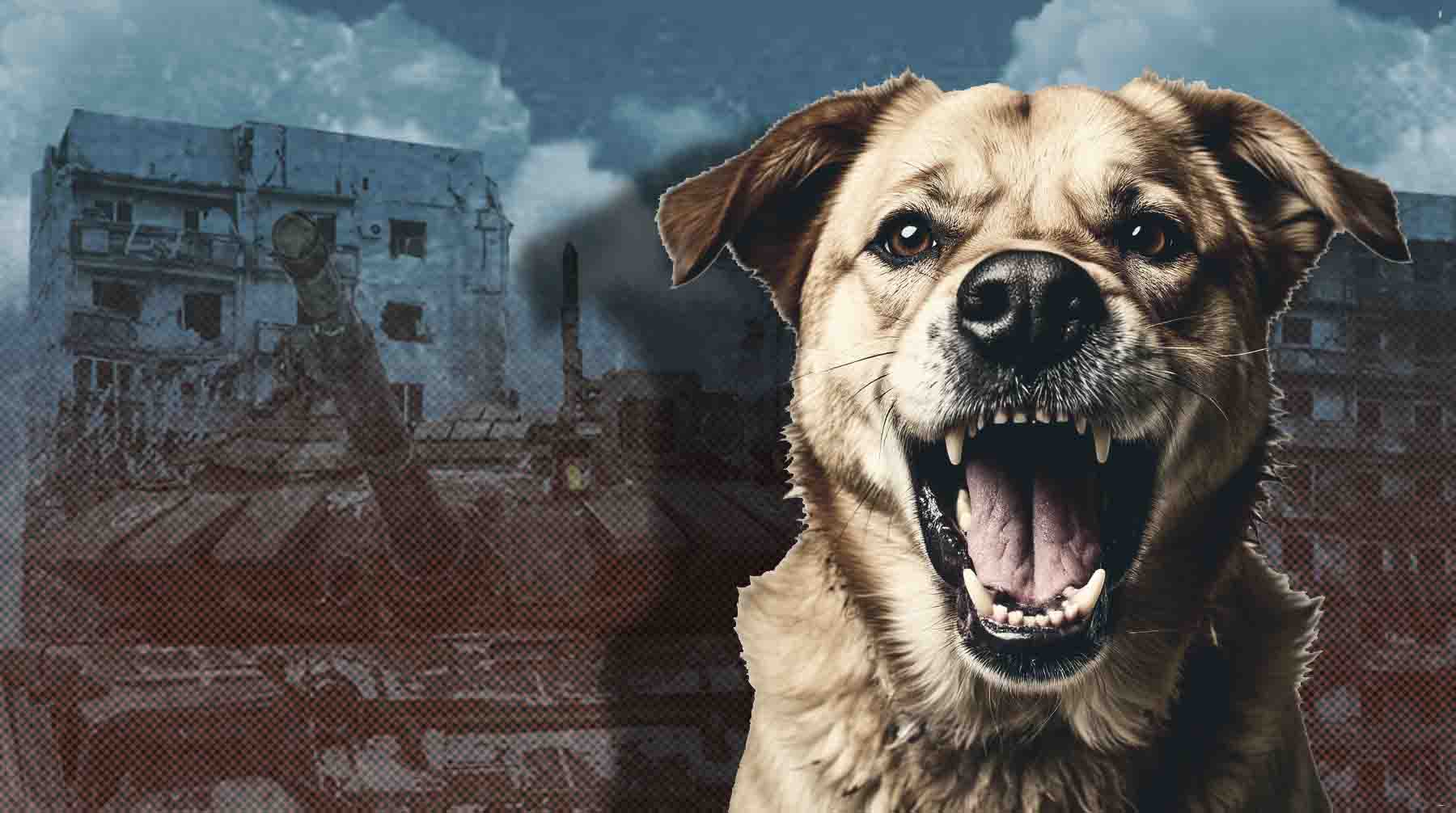 Присоединившиеся территории имеют больше полномочий по урегулированию, ведь там пока не действует закон о защите животных Коллаж: Daily Storm