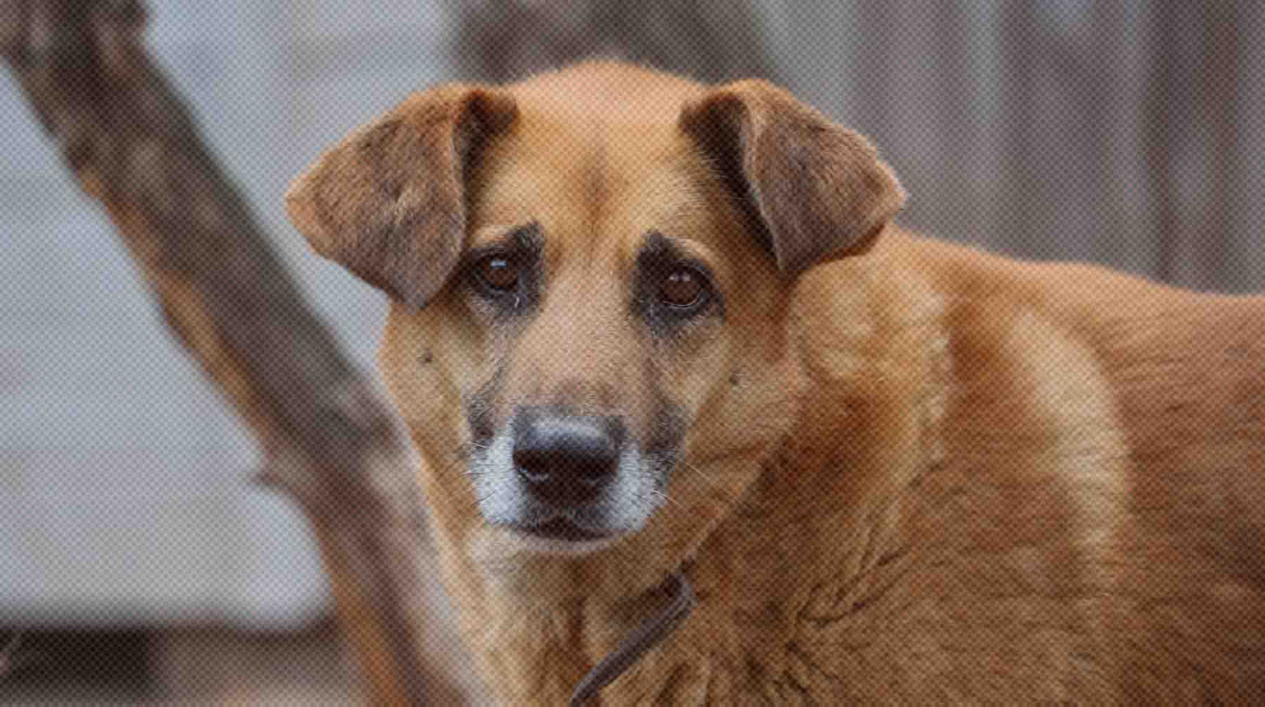 За 11 месяцев 2025 года зарегистрировано 1377 случаев, а за весь прошлый год пострадали от атак псов 1328 человек Фото: Global Look Press / Сергей Петров