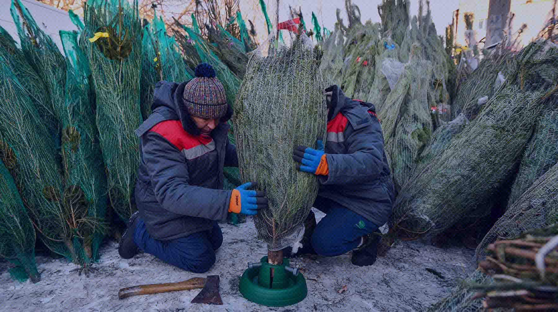 При правильном подходе дерево простоит до весны Фото: Мосфото