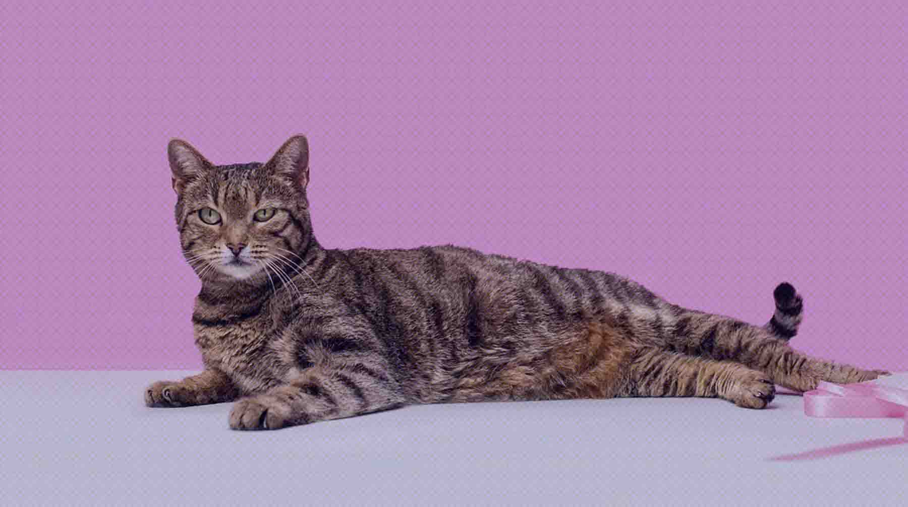 Проект призван помочь кошкам и собакам найти любящих хозяев Фото: Мосфото