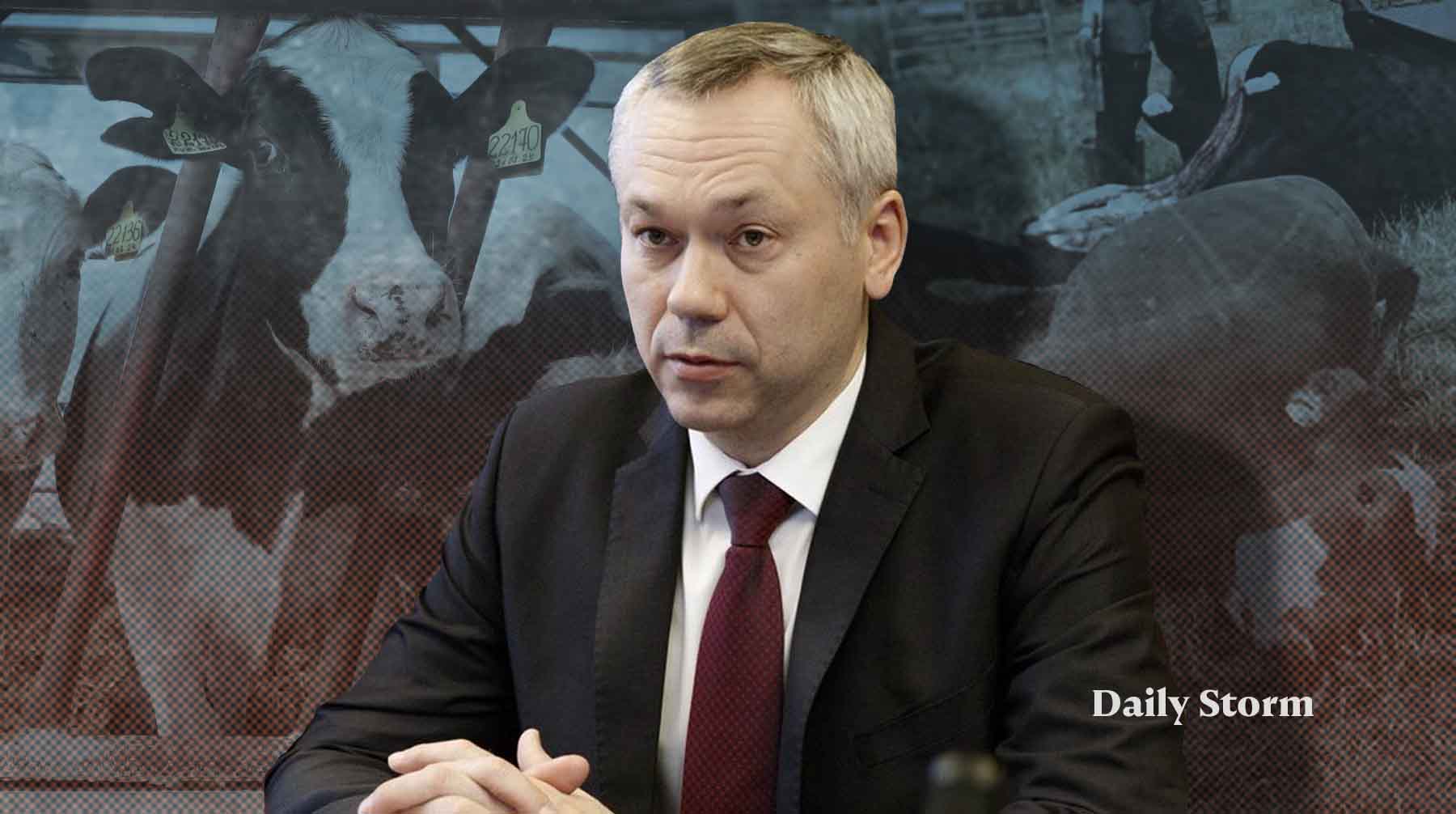 Политологи: Новосибирским властям нужно было предупредить народ ещe до изъятия скота, но кресло губернатора не пошатнeтся
