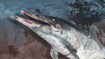 Мазут на пляжах, дым над морем, мертвые дельфины и краснокнижные птицы: хроника весны в Туапсе