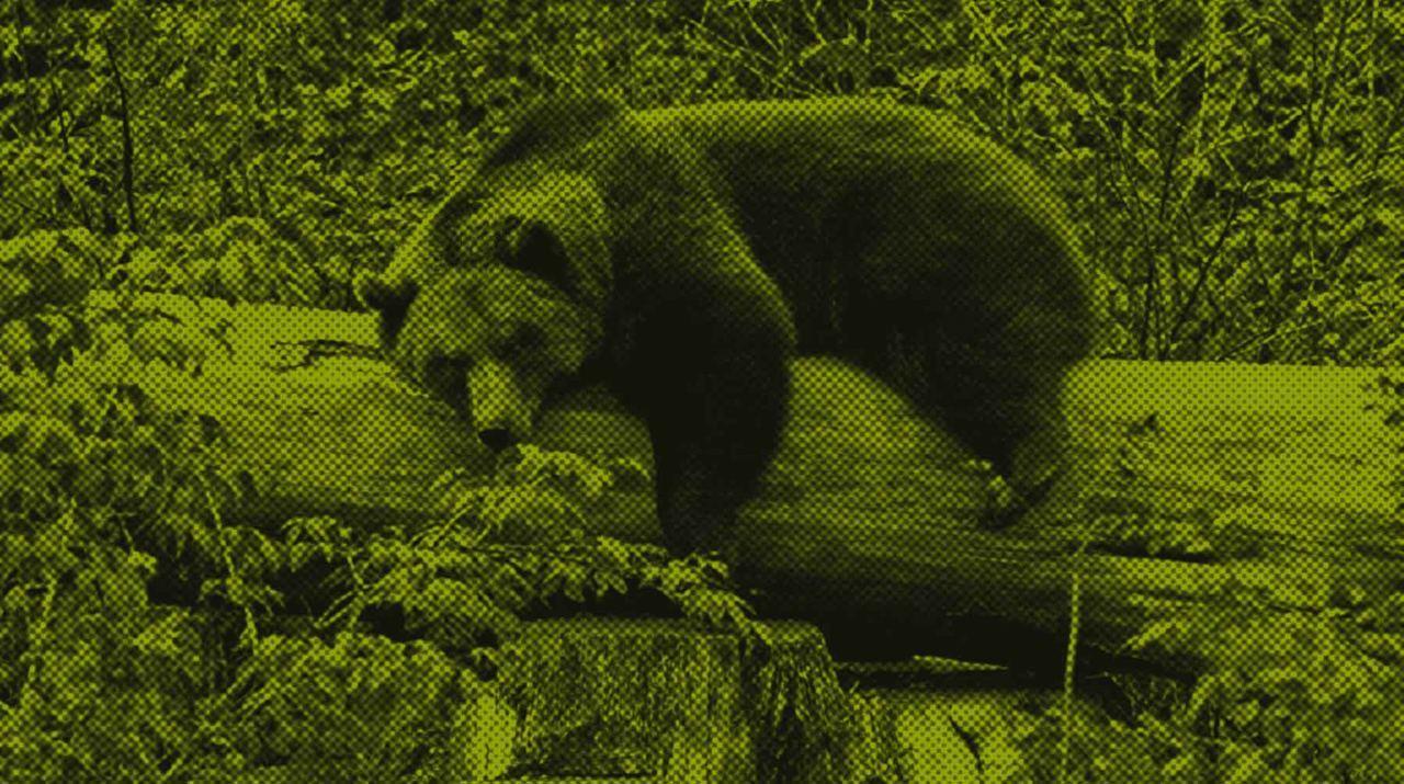Dailystorm - Полицейские задержали трех живодеров, расстрелявших годовалого медвежонка под Ханты-Мансийском